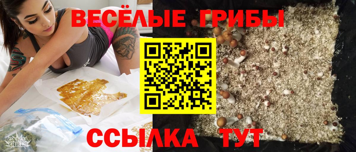 Галлюциногенные грибы Psilocybine cubensis Калининград
